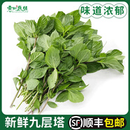 九層塔食用新鮮臺灣金不換葉冬陰功食材香料菜三杯雞 100g