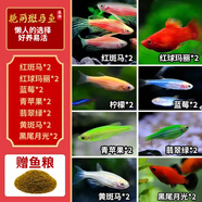 卡奇魚(yú) 斑馬魚(yú) 淡水魚(yú) 觀賞魚(yú) 小型觀賞魚(yú) 熱帶魚(yú) 蝶翼斑馬熒光好養(yǎng)易活 八色套餐B（圖上每種各2條）