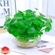 意軒銅錢草水培盆栽室內(nèi)室外花卉金錢草綠植吸綠植花草植物 銅錢草1盆+玻璃水仙盆(帶葉發(fā)貨)