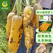 鳳鳴雅世胡蘿卜種子種籽孑子紅水果蘿卜羅卜的紫黑菜種籽紫色黃胡羅卜種子 甜心橙水果胡蘿卜種子10克