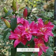 瓊花玉葉五色進口重瓣香水百合花種球四季開花室內外盆栽鮮花濃香型香味 茱莉婭 5個種球送肥料大花重瓣香水百合