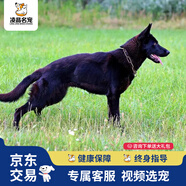 福貝純享德國牧羊犬德牧幼犬狼狗東德寵物狗活體【咨詢客服1V1視頻選寵】 寵物級 B款 公