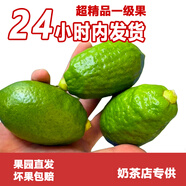 正宗廣東香水檸檬爆香新鮮無(wú)籽精品一級果 春季果皮偏厚汁少爆香 5斤（凈重一級果奶茶店口味）