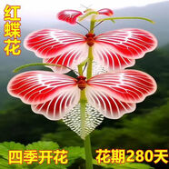 【年宵花卉】濃香型大花稀有花南北方耐寒耐熱室內(nèi)外種植四季開花 紅蝶花【過年開花】 首選：宿根大苗一顆【開花爆滿】多年生