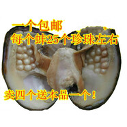 江浸月珍珠蚌自己開(kāi)鮮活活體養殖自己開(kāi)特大珍珠蚌殼蚌苗大河蚌多珠蚌 4個(gè)送本品1個(gè) 以開(kāi)出為準
