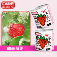 九月生草莓種子盒盆栽綠植兒童種植花卉植物幼兒園DIY植物觀(guān)察