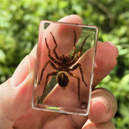 真實昆蟲標本樹脂真蟲擺件教學玩具動物琥珀蝴蝶蝎子蜘蛛蜈蚣甲蟲 蜘蛛 4.5X3cm