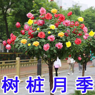 樹狀月季 嫁接多色棒棒糖樹樁月季 大花濃香四季開花庭院月季樹 多色A款 粗1公分當(dāng)年開花