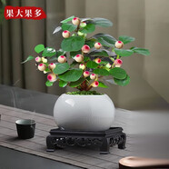 小盼菩提樹(shù)盆栽帶果植物禪意擺件室內花辦公室綠植盆景客廳好養 小盼菩提+象牙白盆+復古托