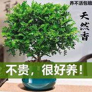 植物驅蚊蟲清香胡椒木盆栽正宗花卉綠植四季好養(yǎng)凈化空氣吸甲醛 特大清香胡椒木 35CM 高 一盆原士