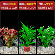 瘋狂水草（FKSC）真水草魚(yú)缸造景套餐凈化水質(zhì)懶人魚(yú)缸水草植物直接入缸蜈蚣草 【凈水培菌組合】南美青竹+大紅梅+水羅蘭