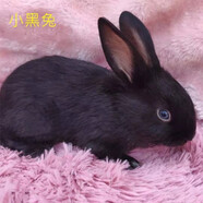 散養(yǎng)新西蘭白兔肉兔苗比利時肉兔小兔苗種兔苗種公兔種母兔可繁殖公母可選可食用健康包活包郵 中華黑兔苗 公母一對（2只）