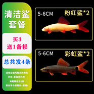 森悠（SARYOR）金苔鼠淡水魚(yú)魚(yú)缸清潔魚(yú)觀(guān)賞魚(yú)熱帶魚(yú)好養工具魚(yú)吃垃圾魚(yú) 彩虹鯊2條+粉紅鯊2條
