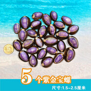 曦凰天然貝殼海螺殼海星珊瑚石兒童玩具裝飾擺件DIY卷貝魚寄居蟹 紫金寶螺 5個(1.5-2.5cm)