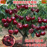 雙季矮化種植樹(shù)苗車(chē)?yán)遄犹卮髾烟耶?dāng)年盆栽地栽南方北方結(jié)果種植苗 店主【矮化車(chē)?yán)遄印?年苗 5月-6月帶葉發(fā)貨