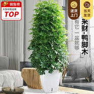 嘆為觀止大型植物發(fā)財(cái)樹各種大顆盆栽開業(yè)喬遷客廳辦公室內(nèi)好養(yǎng)大型花卉 八方來財(cái)【1.3-1.5米】 含盆