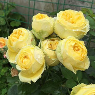 清韻伊人 月季花樹苗爬藤當(dāng)年開花月季花苗特大花盆栽地載庭院薔薇 金絲雀【不爬藤】