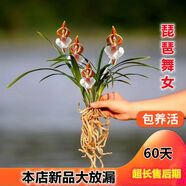 麥基樂秋穎帶花苞百鳥朝鳳蘭花大全四季開花濃香建蘭種金邊超 琵琶舞女 6苗帶1公分花苞花肥