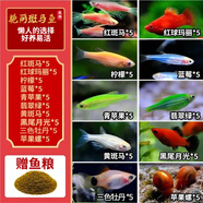 卡奇魚(yú) 斑馬魚(yú) 淡水魚(yú) 觀賞魚(yú) 小型觀賞魚(yú) 熱帶魚(yú) 蝶翼斑馬熒光好養(yǎng)易活 十色套餐C（圖上每種各5條）