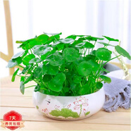 意軒銅錢草水培盆栽室內(nèi)室外花卉金錢草綠植吸綠植花草植物 銅錢草+荷花陶瓷盆
