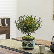 八芽 小葉赤楠盆景擺件室內(nèi)綠植花卉盆栽老樁客廳辦公室桌面好養(yǎng)植物 （山水盆+苔蘚）