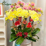 Only you【兩小時(shí)達】蝴蝶蘭帶花苞花劍花盆真花蘭花盆栽開(kāi)業(yè)喬遷佛堂供花 12株混搭（瓷盆隨機）
