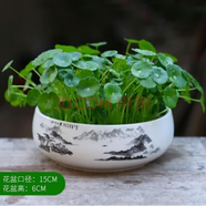 意軒銅錢草水培盆栽室內(nèi)室外花卉金錢草綠植吸綠植花草植物 銅錢草+山河壯麗陶瓷盆