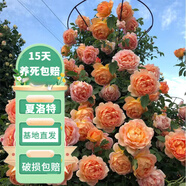 花友藤本月季花苗月季花樹苗盆栽特大花苗庭院爬藤植物陽臺(tái)薔薇爬墻 夏洛特夫人【爬藤】大苗 1-1.3米高度多分叉