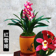 益綺椛益綺椛濃香型蘭花苗大花蕙蘭墨蘭建蘭花卉盆栽綠植室外內(nèi)植物蘭花 紅雪姬 3苗【易成活】+肥料