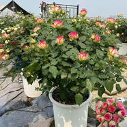寶御安英國玫瑰絨球門廊大花濃香月季花苗四季開花陽臺(tái)庭院花鏡植物耐熱 夢露   6加侖大苗 不含盆