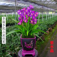 星雨香（XINGYUXIANG）超香 蘭花 室內(nèi)盆栽 花卉綠植 蘭草植物蘭花苗 紫水晶 3苗連體