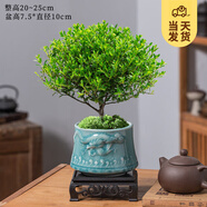 開時(shí)果 小葉赤楠盆景擺件 辦公室桌面綠植花卉好養(yǎng)盆栽植物源頭直發(fā)包郵 飛龍呈祥盆+苔蘚+底座