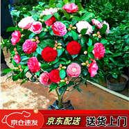 蘇藝緣盆栽茶花苗 四季常青香妃茶花盆栽花期帶花苞 濃香型庭院室內好養 五色茶花(強力推薦) 8年苗樹(shù)形好【主圖款開(kāi)花爆滿(mǎn)】
