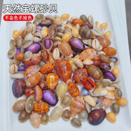天然海螺貝殼 一斤 精選浮翠流砂貝寶螺魚缸造景裝飾龜缸底砂擺件 寶螺組合1斤 約（90個(gè)）