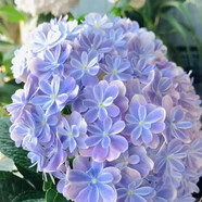 云南繡球花苗基地直銷陽臺庭院無盡夏八仙花盆栽地栽耐寒原土發(fā)貨 萬華鏡【10顆繡球花苗】 不含盆