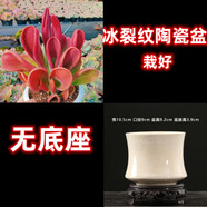 多肉組合盆栽陽(yáng)臺(tái)盆栽喜陽(yáng)植物新手福利按圖發(fā)貨品種花卉好養(yǎng) 火狐貍 5年老樁 冰裂紋瓷盆栽好