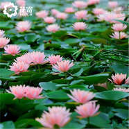 睡蓮水培植物四季蓮花盆栽水養(yǎng)花卉池塘睡蓮苗根塊睡蓮種子荷花苗 欲火 不含盆