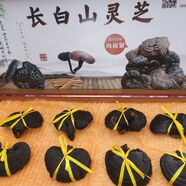 長白山大朵靈芝配禮盒會銷直播泡茶泡酒滋補煲湯11.11大促可定制 60*28厘米8支(240克左右)