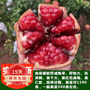 歐悟【買2顆送1顆】嫁接車?yán)遄訕涿绱髾烟覙涿缗柙怨麡涿缒灸媳狈椒N植 突尼斯軟籽石榴樹苗 6年苗當(dāng)年結(jié)果