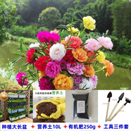 播種心情太陽花種子重瓣混色四季開花庭院陽臺盆栽易活室內(nèi)外 混色太陽花3萬粒+大長盆+土+肥