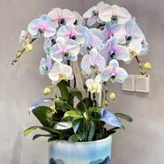 德國品質(zhì)蝴蝶蘭雙花劍帶花劍盆栽大苗大花型蘭花室內(nèi)植物吸色好養(yǎng) 1點圖款2點8杯大苗-雙花劍