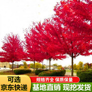 美國(guó)紅楓樹苗秋火焰紅楓苗紅點(diǎn)紅楓紅冠紅楓樹小苗耐寒耐旱彩色苗木日本紅楓苗庭院行道樹綠化樹苗南北方種植 1米高 其他