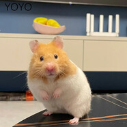 家養金絲熊小倉鼠精選虎紋眼圈奶牛熊米熊倉鼠活體寵物巨型蒼鼠 金絲熊 一公一母