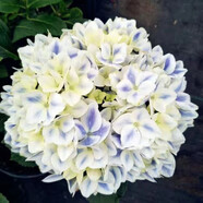 云南繡球花苗基地直銷陽臺(tái)庭院無盡夏八仙花盆栽地栽耐寒原土發(fā)貨 塞布麗娜【10顆繡球花苗】 不含盆