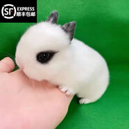 夢(mèng)茜兒（MEXEMINA）兔子活物侏儒兔鳳眼小型茶杯兔長(cháng)不大不咬人寵物荷蘭垂耳兔子活體 熊貓侏儒兔【公母可選】