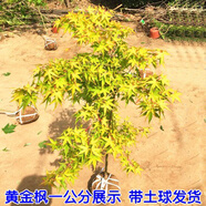 苗圃直銷(xiāo)綠化樹(shù)苗 日本橙之夢(mèng)黃金楓樹(shù)苗 紅楓樹(shù)苗 赤楓樹(shù)苗盆栽
