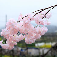 懷音仿真櫻櫻花樹塑料花婚慶裝飾桃梨花客廳落地樹藤假花藤條裝飾 3叉（單層）淡粉 1支