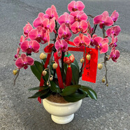 Only you【兩小時(shí)達】蝴蝶蘭帶花苞花劍花盆真花蘭花盆栽開(kāi)業(yè)喬遷佛堂供花 6株桔子（瓷盆隨機）