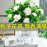 萌肉居易活盆栽花卉水培土培綠植桌面植物濃香型梔子花+早安盆源頭直發(fā)