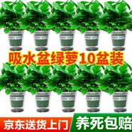 雙盟綠蘿盆栽除甲醛花卉綠植辦公室新房?jì)艋諝?120款10盆源頭直發(fā)